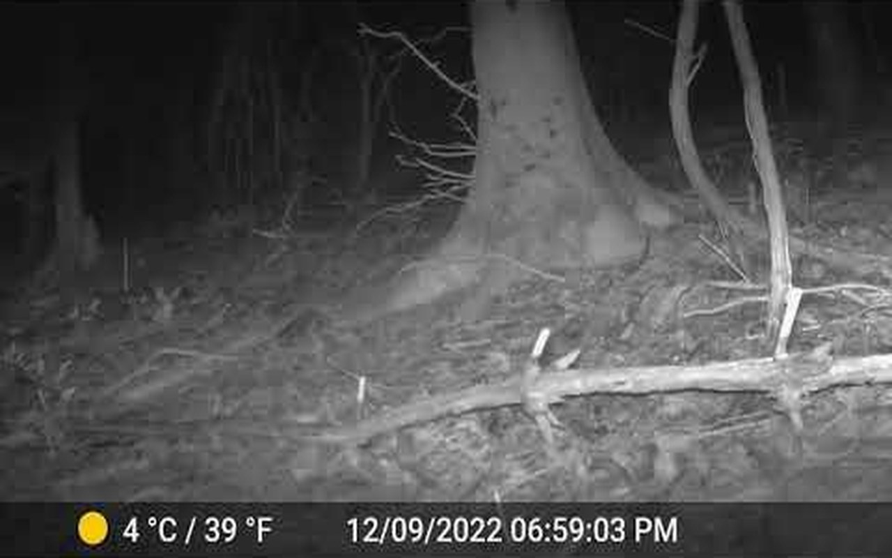Trailcam — Some of our favourite visitors