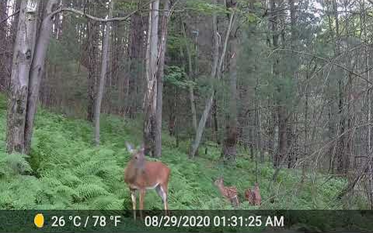 Poconos Trail Cam Compilation